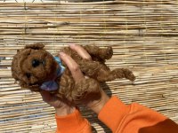 Ruhsatlı çiftliğimizden toy poodle
