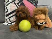 A Kalite Dişi Poodle Yavrularım