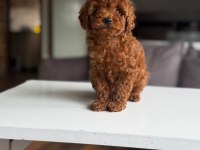 Orjinal Poodle Yavrumuz mex