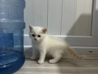 British shorthair ve scottish fold