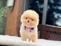 Yavru Pomeranian Boolarımız