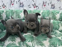 FRENCH BULLDOG A KALİTE