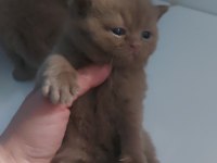 CINNAMON DİŞİ ERKEK BRITISH SHORTHAIR YAVRULARIMIZ