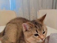 British shorthair golden de black golden yavrular
