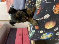 Teacup yakışıklısı yorkshire terrier Leo