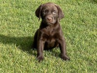 Kahve tüyleri iri patileriyle gerçek Labrador Retriever