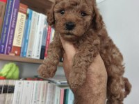 Toy poodle yavrularımız