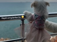 Akıl küpü tatlı terrier kızımız liaa