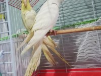 Albino ve Lutino Sultan Papağanı