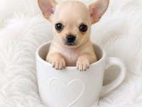 Wc Eğitimli Gold Chihuahua