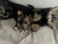 60 Günlük Yorkshire Terrier Yavrularımız