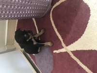 Pinscher köpeklerimiz sahiplendirilecektir