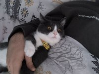 1 yaşında ilgi ve sevgi dolu kedidir
