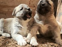 ORJİNAL KANGAL KÖPEĞİ YAVRULAR