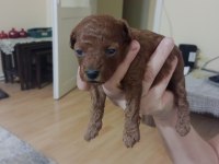 25 Haziran da teslime hazır akıl küpleri poodle