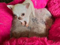 EN MİNİ BOY TEACUP CHİHUAHUA BEBEKLER