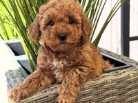 Red Toy Poodle Yavruları