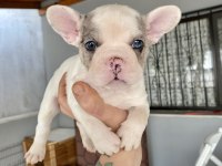 Mavi gözlü french bulldog minikler