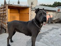 DİŞİ CANE CORSO IRK GARANTİLİ