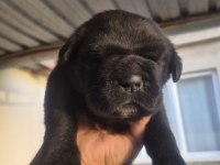 Cane Corso Yavru Köpekler