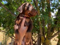 KIZIL KALİTELİ KİNG DOBERMAN