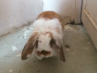 Hollanda lop yavru tavşan
