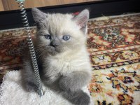 9 nisan doğumlu scottish Fold Blue
