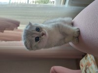 2 aylık scottish fold silver