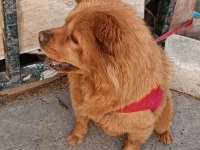 Çok akıllı ve evcil çin aslanı
