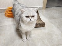 British Shorthair kedimize yuva arıyoruz