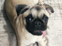 5 AYLIK ERKEK PUG MOPS