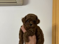 KORE ORJİNAL TOY POODLE EN MİNİK BOY BEBEKLERİM