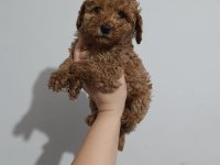 Toy poodle yavru köpekler