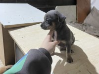 Acil yuva aranıyor minyatür pinscher şivava