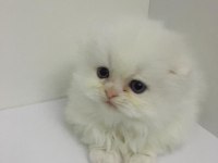 Scottish fold longhair dişi mavi gözlü