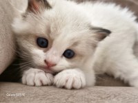 Ragdoll sealbicolor oğullarımızı sahiplendiriyoruz