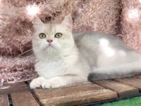 British Shorthair Ay Dişi Kısır Değildir