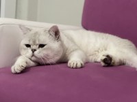 British shorthair silver point erkek kedime dişi arıyorum