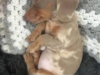 EGZOTİK DACHSHUND BEBEKLERİMİZ AŞILI GARANTİLİ