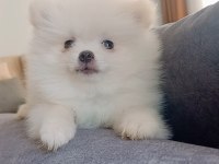Pomeranian boo 2 aylık
