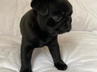 Gül Kuyruk Sevecen Lekesiz Siyah Pug