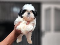Oyuncak Gibi A Kalite Yavru Köpeklerim