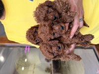 Minyatür toy poodle