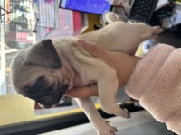 Pug bebekleri