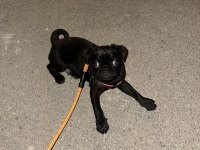 4 Aylık Bebek Bi Pug Acil Verilecek
