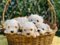 Kar Beyaz Düğme Burunlu Maltese Terrier Yavrular