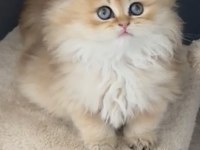 Mükemmel yurt dışı soylu british longhair kedilerim