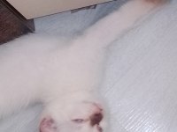 3 aylık british kedimiz 2 dişi 2 erkek