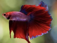 Betta Balığı