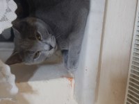 Sahiplendirme russian blue